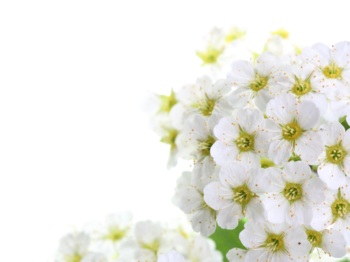  ブライダルネイルに「花言葉」を添えて特別な花嫁に♡白ネイルに合うお花6選♡　で紹介している画像